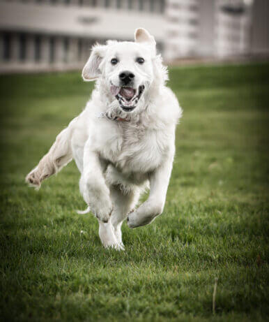 Hundefotografie Studio Galo Photography