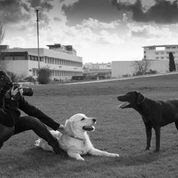 Hundefotografie